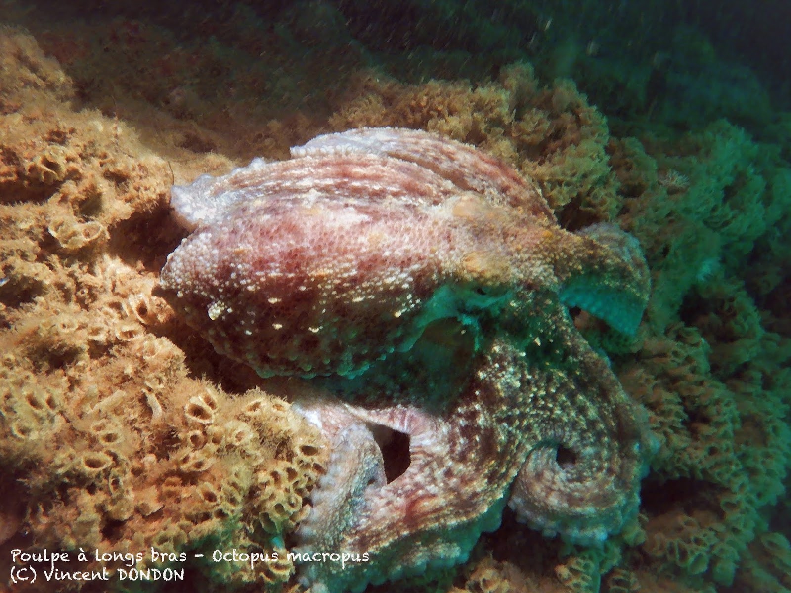 Le Nautile en plongée du sur les blockhaus (Sablonneys)